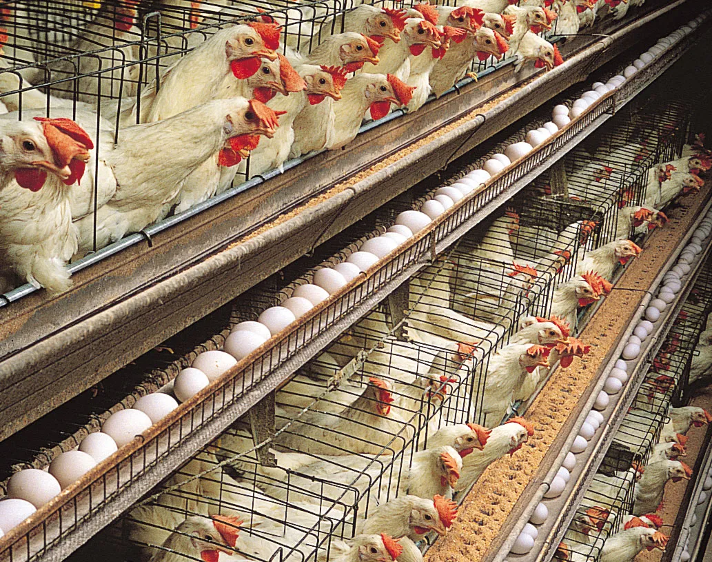 Poultry Farmers Predict 15% Price Hike Ahead of Christmas